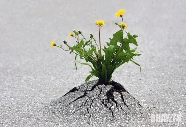 MỘT NỮ SINH CÓ NGHỊ LỰC PHI THƯỜNG
